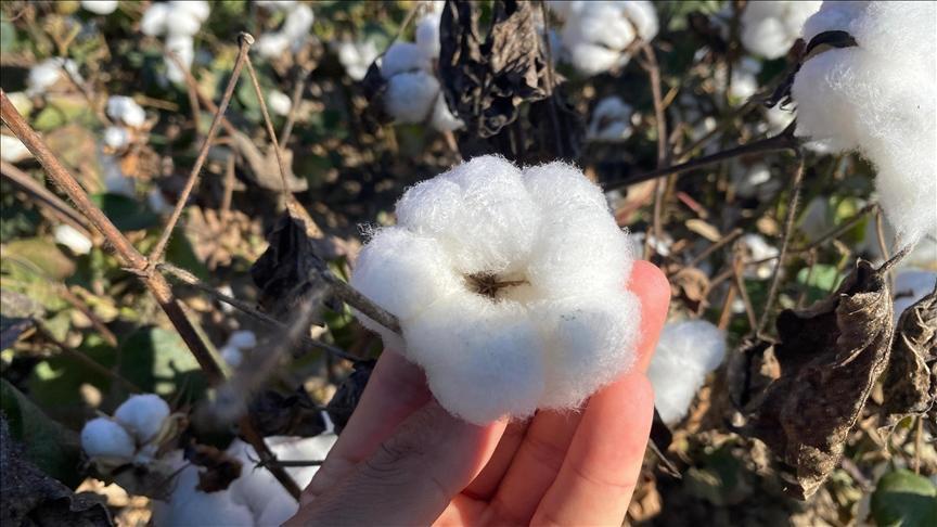 antalyanin pamugu kalitesiyle one cikiyor 98BDPrYt.jpg