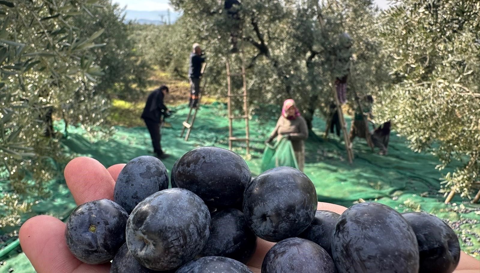 bursada sofralik zeytin hasadi basladi isvicreden talep var b5ac5Hma.jpg