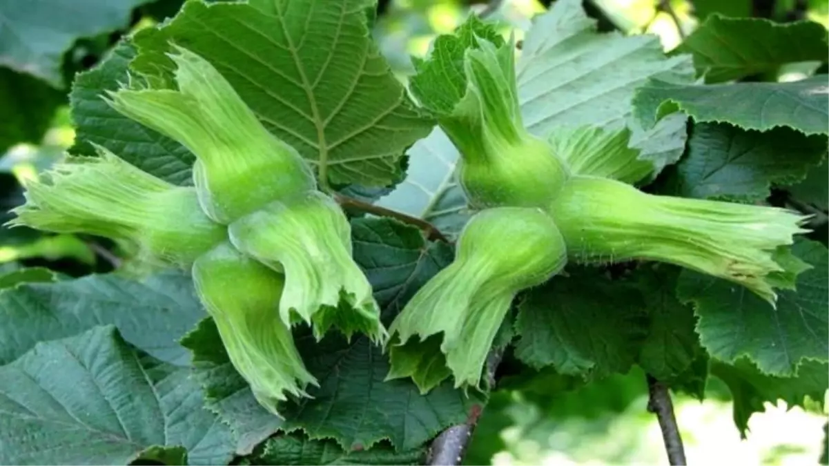 duzceden ab ulkelerine 15 bin ton findik ihracati nqsvptxC.jpg