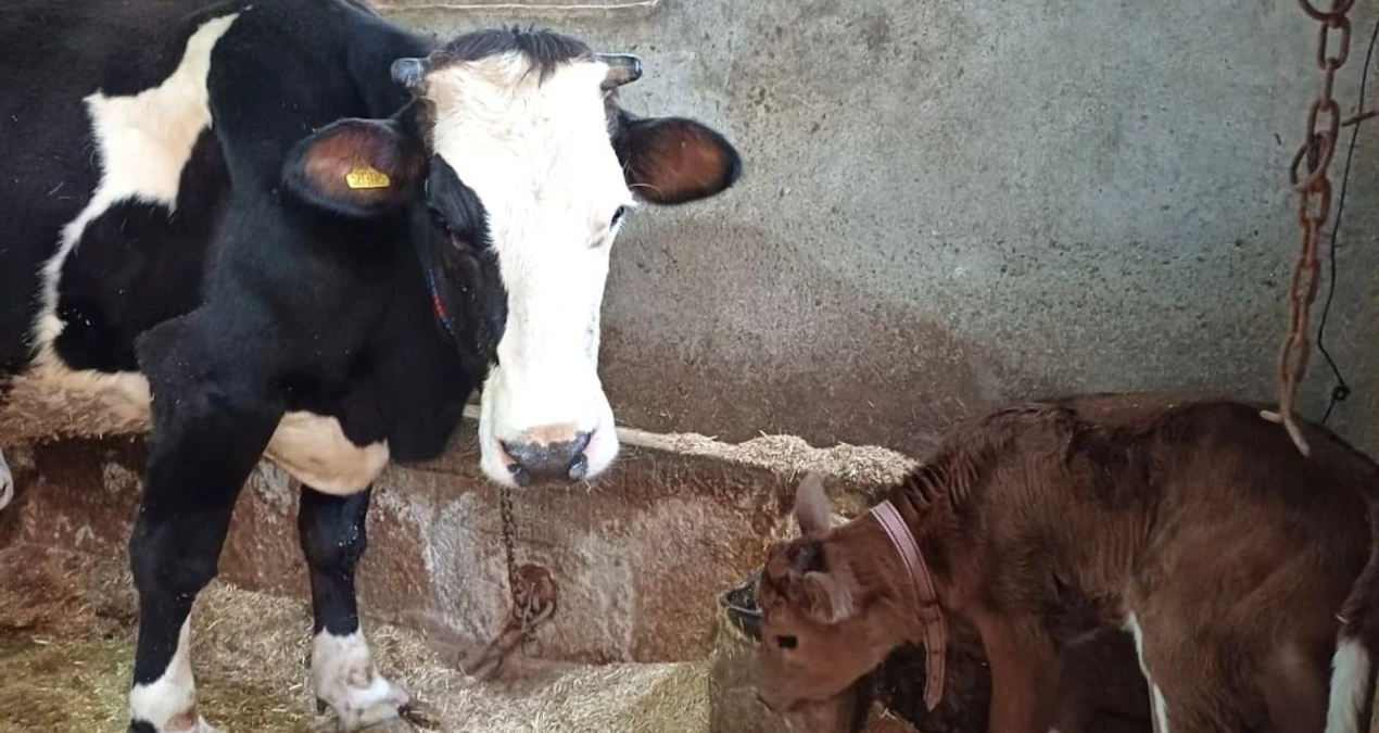 hayvancilikta devrim sut alerjisine karsi genleri susturulmus buzagilar dogdu 3qKRyjxt.jpg