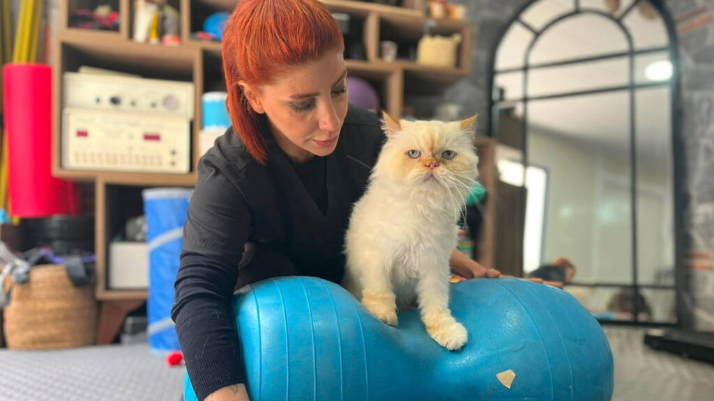 18 Yaşında Pilates ve Yüzme ile Yaşama Bağlanan Chinchilla Cinsi Kedi Köpük