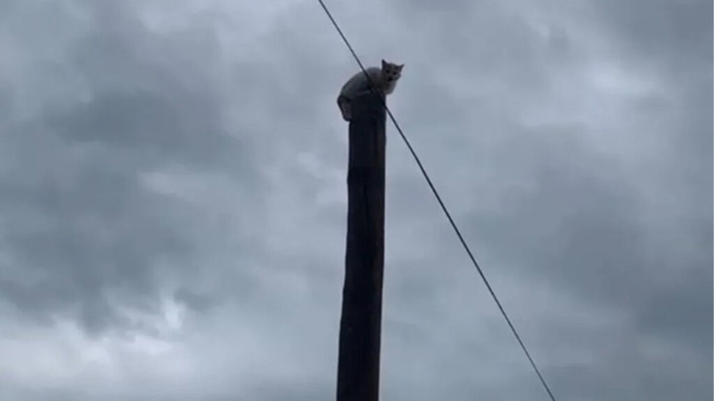 Kediyi Kurtarmak İçin Elektrik Ekipleri Seferber Oldu